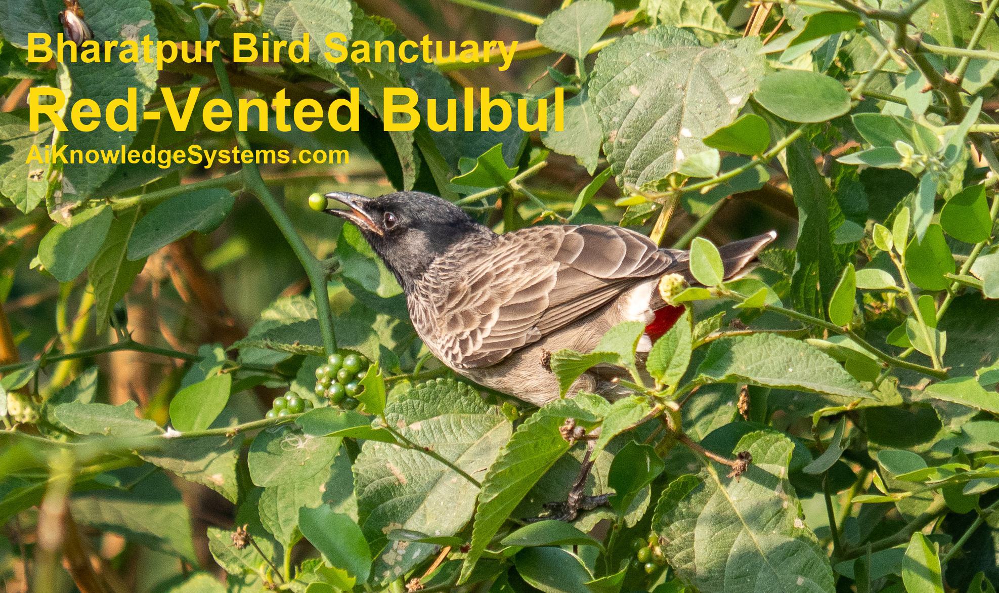 Bulbul Red Vented (2) Coming Soon